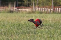 Coursing trénink Vranov, CZ -10.9.2016